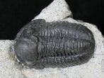 Large Gerastos Trilobite Fossil #19197-1